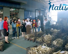 ITALISA GIA CÔNG SEN VÒI PHÔI ĐỒNG TỶ LỆ CAO